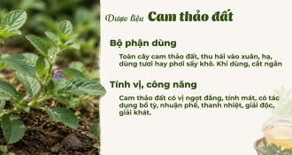 Cam Thảo Đất - Công dụng của Dược Liệu Cam Thảo Đất trong Y học
